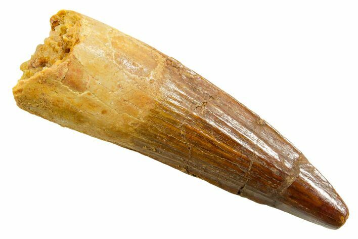 Fossil Spinosaurus Tooth - Real Dinosaur Tooth #364226